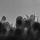 Una imagen microscópica de las espinas de carbono que pueden convertir el CO2 en etanol (ORNL)